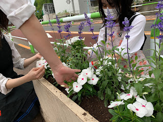 駅前花壇のお花を植え替えました