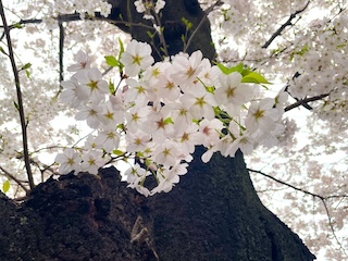今年も校内の桜が綺麗に咲き誇りました！